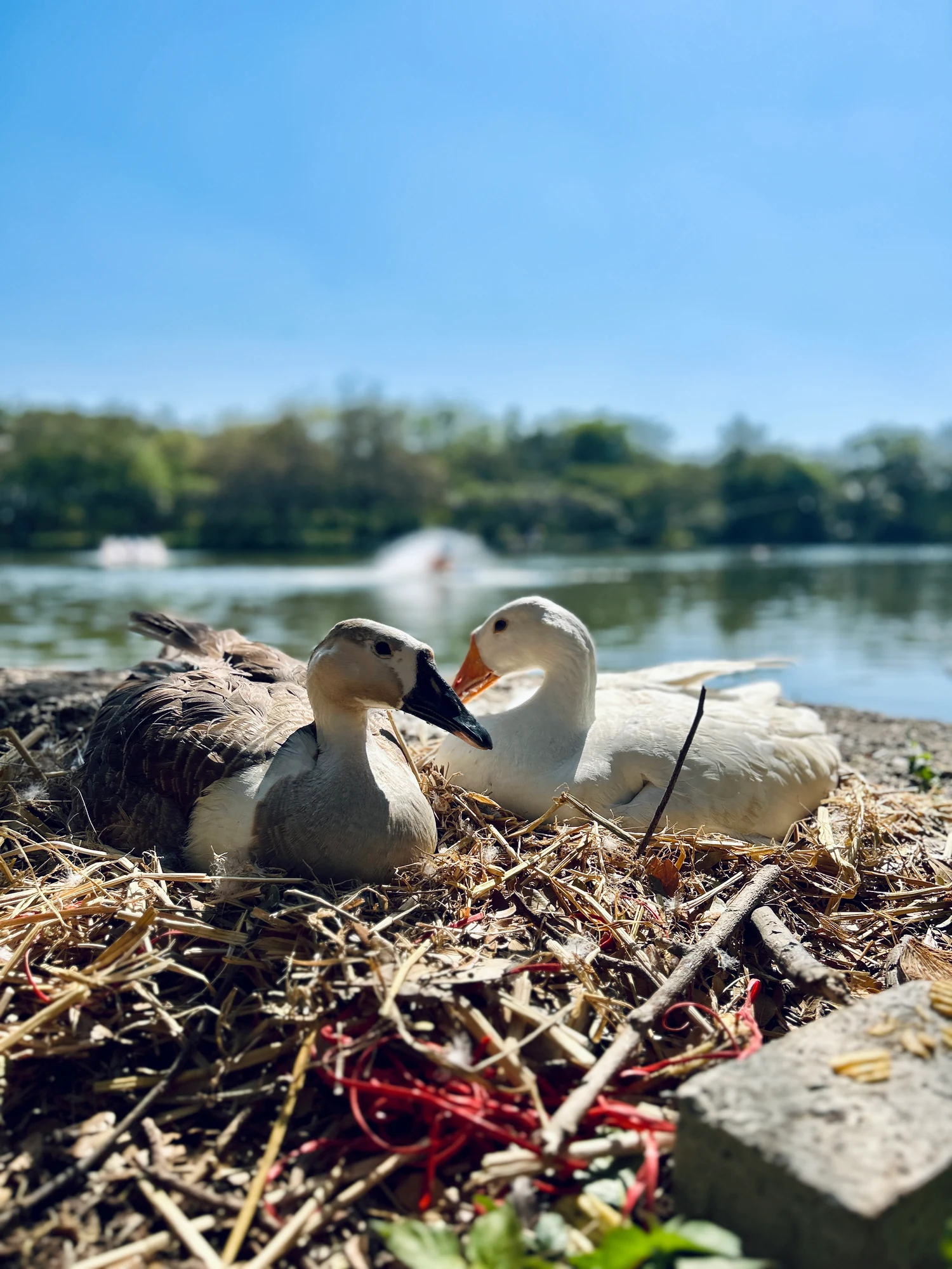 Two ducks rest on straw beside a sunlit lake, with fountains out of focus in the background.